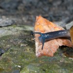 Oxychilus draparnaudi mentre preda la farfalla